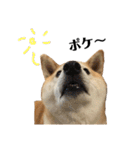 柴犬マコと、（個別スタンプ：24）