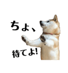 柴犬マコと、（個別スタンプ：26）
