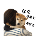 柴犬マコと、（個別スタンプ：27）