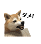 柴犬マコと、（個別スタンプ：28）