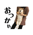 柴犬マコと、（個別スタンプ：30）
