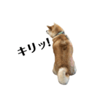 柴犬マコと、（個別スタンプ：31）