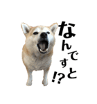 柴犬マコと、（個別スタンプ：32）