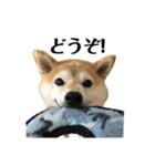 柴犬マコと、（個別スタンプ：33）
