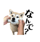 柴犬マコと、（個別スタンプ：34）