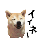 柴犬マコと、（個別スタンプ：35）