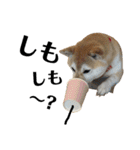 柴犬マコと、（個別スタンプ：36）