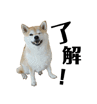 柴犬マコと、（個別スタンプ：38）