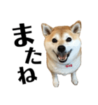 柴犬マコと、（個別スタンプ：39）