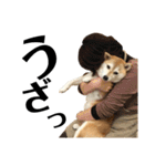 柴犬マコと、（個別スタンプ：40）