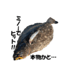 ヒラメ 釣り2（個別スタンプ：2）