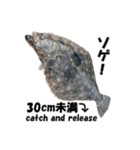 ヒラメ 釣り2（個別スタンプ：4）