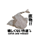 ヒラメ 釣り2（個別スタンプ：7）