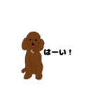 トイプードルの僕（個別スタンプ：1）