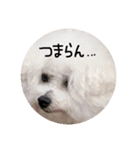 我が家のビションフリーゼ（個別スタンプ：2）