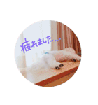 我が家のビションフリーゼ（個別スタンプ：3）