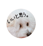 我が家のビションフリーゼ（個別スタンプ：7）