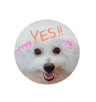 我が家のビションフリーゼ（個別スタンプ：10）