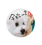 我が家のビションフリーゼ（個別スタンプ：12）