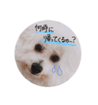 我が家のビションフリーゼ（個別スタンプ：13）