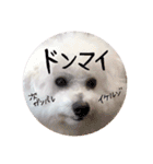我が家のビションフリーゼ（個別スタンプ：16）