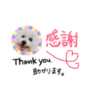 我が家のビションフリーゼ（個別スタンプ：19）