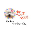 我が家のビションフリーゼ（個別スタンプ：20）