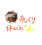 我が家のビションフリーゼ（個別スタンプ：26）