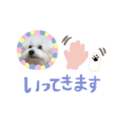 我が家のビションフリーゼ（個別スタンプ：27）