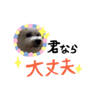 我が家のビションフリーゼ（個別スタンプ：31）