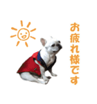 フレンチブルドック - ひなた（個別スタンプ：1）