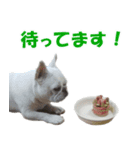 フレンチブルドック - ひなた（個別スタンプ：2）