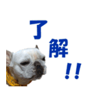 フレンチブルドック - ひなた（個別スタンプ：6）