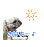 フレンチブルドック - ひなた（個別スタンプ：7）