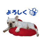フレンチブルドック - ひなた（個別スタンプ：11）