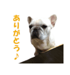 フレンチブルドック - ひなた（個別スタンプ：12）