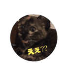 あちゃねこ（個別スタンプ：9）