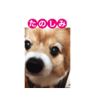 ソラと僕（個別スタンプ：13）