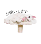 白猫オッドアイのタマ＆しましまーず（個別スタンプ：18）