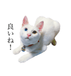 白猫オッドアイのタマ＆しましまーず（個別スタンプ：24）