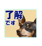 ミニチュアピンシャーの日常会話 Part2（個別スタンプ：1）