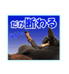ミニチュアピンシャーの日常会話 Part2（個別スタンプ：3）