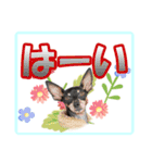 ミニチュアピンシャーの日常会話 Part2（個別スタンプ：5）