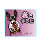 ミニチュアピンシャーの日常会話 Part2（個別スタンプ：6）