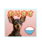 ミニチュアピンシャーの日常会話 Part2（個別スタンプ：7）