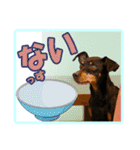 ミニチュアピンシャーの日常会話 Part2（個別スタンプ：8）