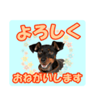 ミニチュアピンシャーの日常会話 Part2（個別スタンプ：9）