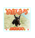 ミニチュアピンシャーの日常会話 Part2（個別スタンプ：10）