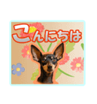 ミニチュアピンシャーの日常会話 Part2（個別スタンプ：11）