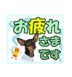 ミニチュアピンシャーの日常会話 Part2（個別スタンプ：14）